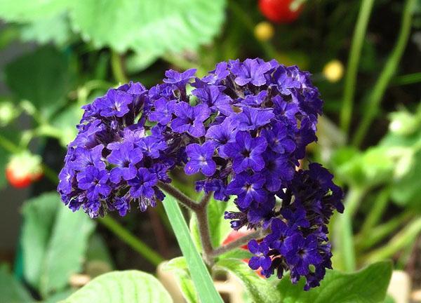 bouclier de fleur