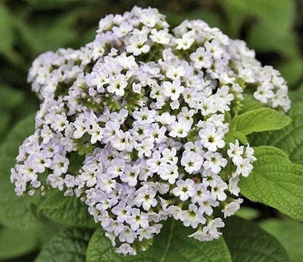 variété héliotrope à fleurs White lady