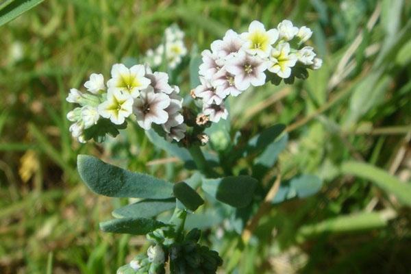 heliotropo de la variedad Kurasavsky