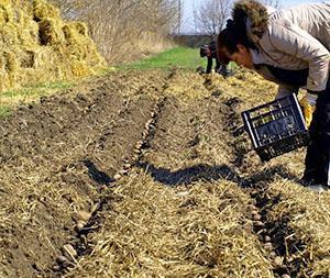 Planter des pommes de terre sous la paille
