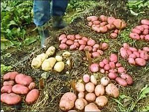 Récolte du jardin sous la paille