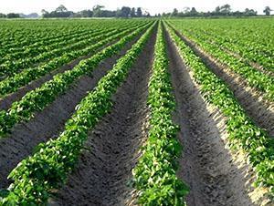 Pommes de terre de technologie néerlandaise