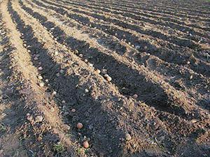 Plantar patatas con tecnología holandesa
