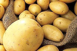 Cosecha de patatas de alta calidad