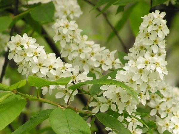 Cereza de pájaro floreciente