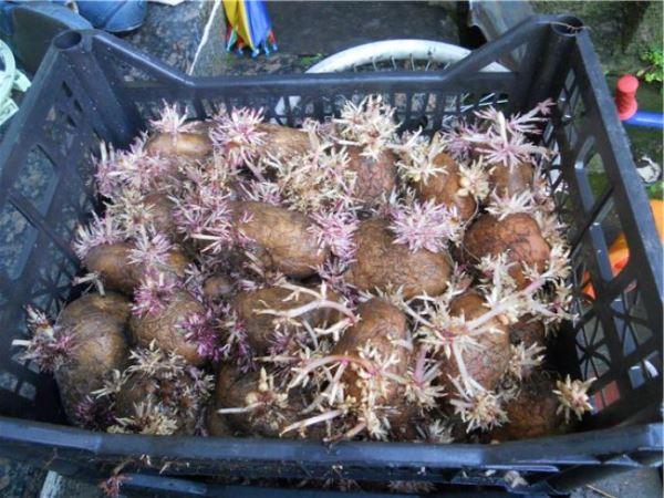 La germination des tubercules dans des boîtes en plastique