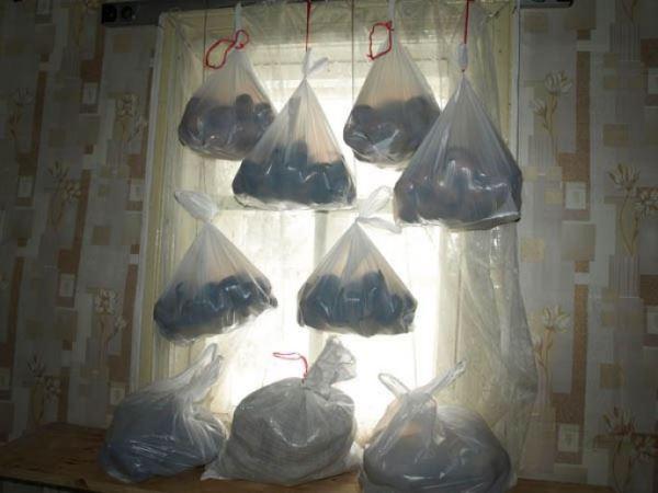 Faire germer des tubercules dans des sacs en plastique