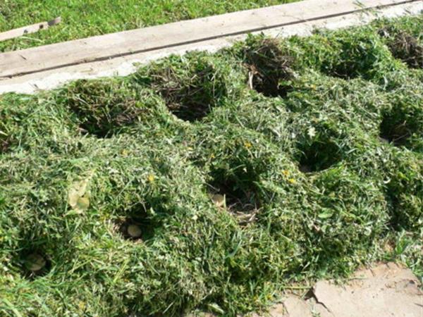 Planter des pommes de terre sur un matelas cannabis