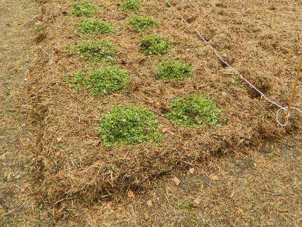 Recouvrir les pommes de terre d'herbe coupée
