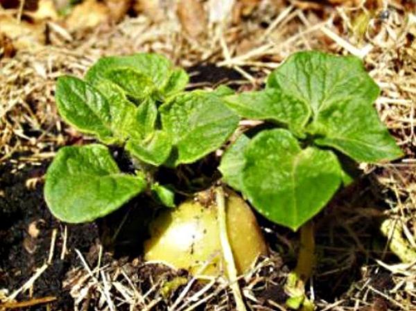 Les premières pousses de pommes de terre
