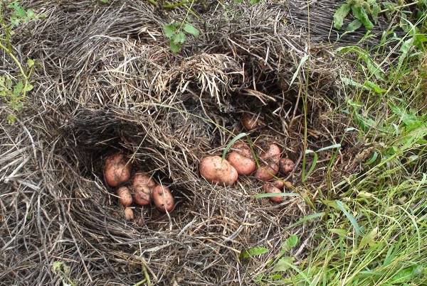 Las patatas bajo heno se cosechan sin pérdidas.