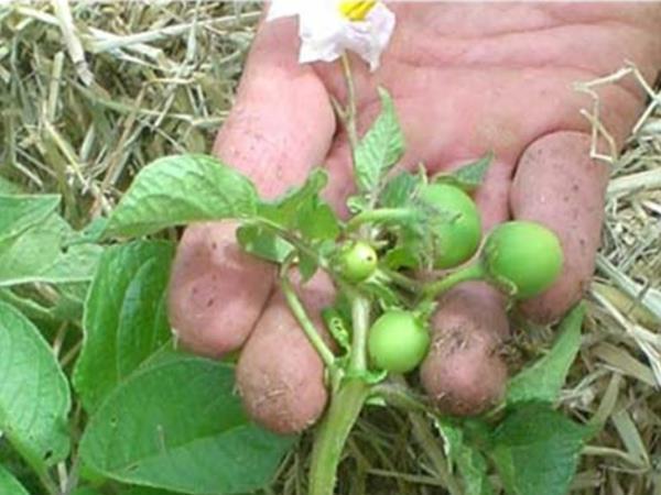 Bayas de semillas de patata en un arbusto