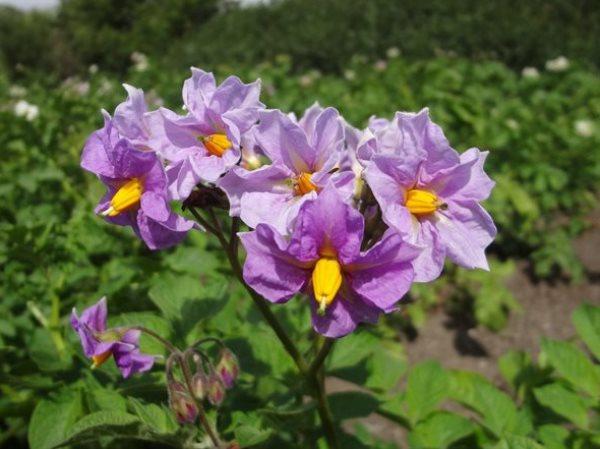 Buisson de pomme de terre en fleurs