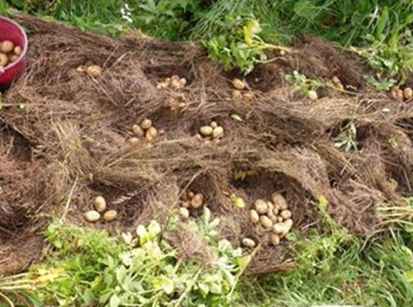 Recogiendo patatas plantadas en la hierba