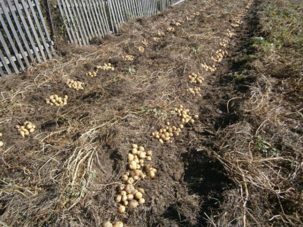 Cueillette de pommes de terre sans creuser