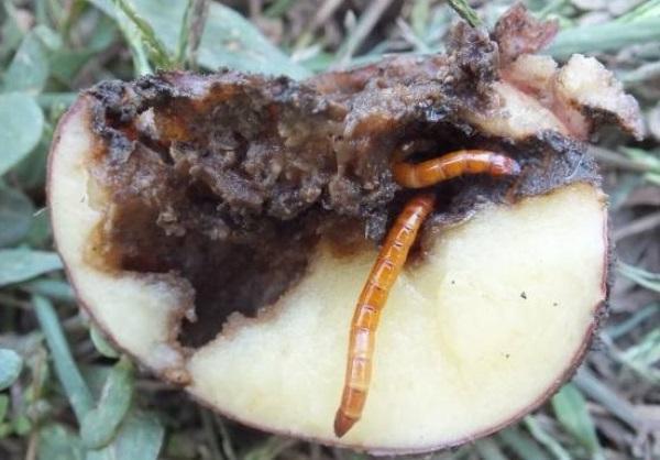 Les parasites ruinent les pommes de terre