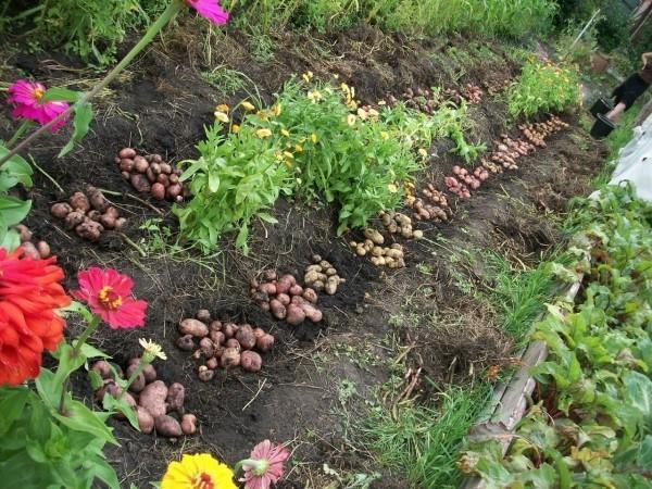 Siembra ecológica de patatas