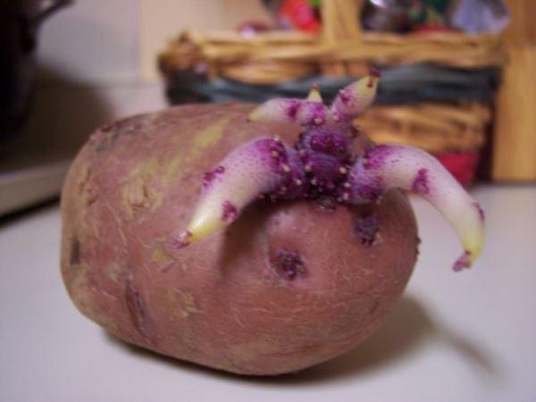 Préparation des pommes de terre pour la plantation