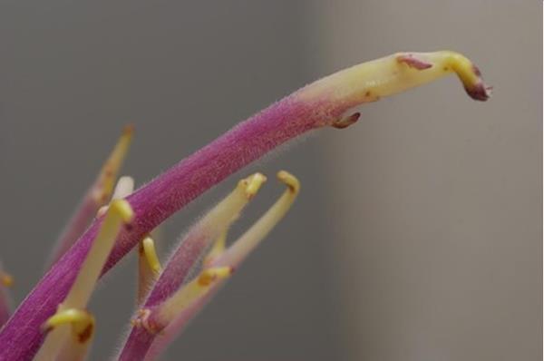 Pousses sur tubercules de pomme de terre