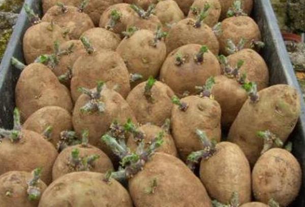 L'apparition de petites pousses sur les tubercules