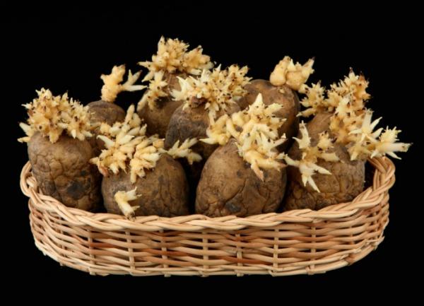 Préparation des pommes de terre pour la germination