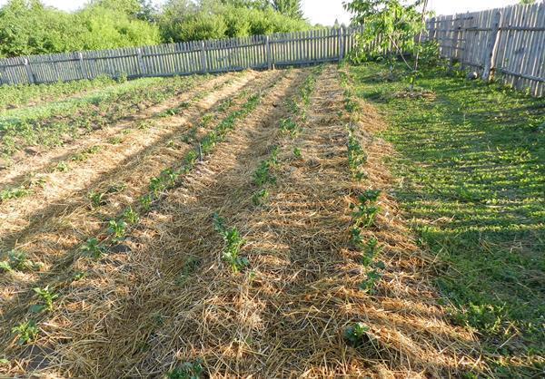 Planter des pommes de terre sur l'herbe