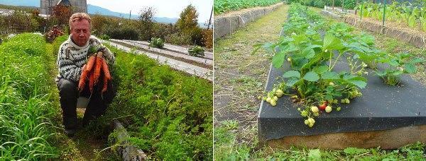 Zanahorias y fresas