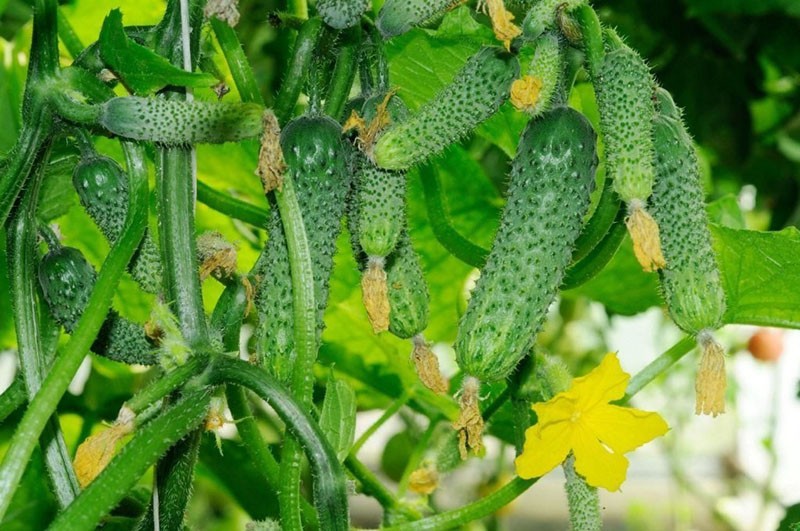 variedad de pepino de alto rendimiento