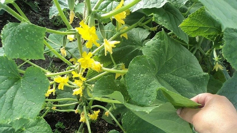floración y ovario de pepinos