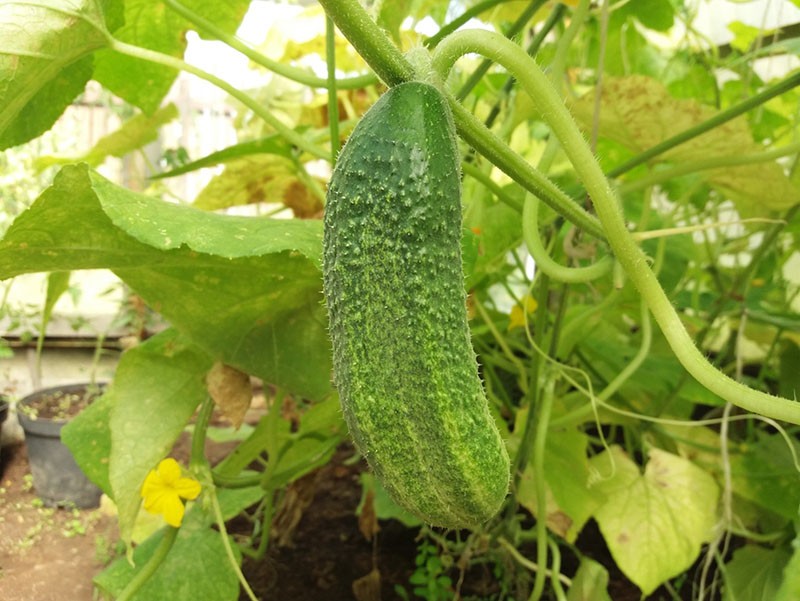 pepino jugoso en espinillas