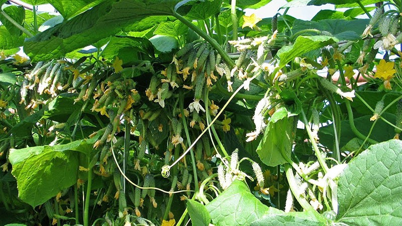 guirnalda siberiana de pepinos híbridos
