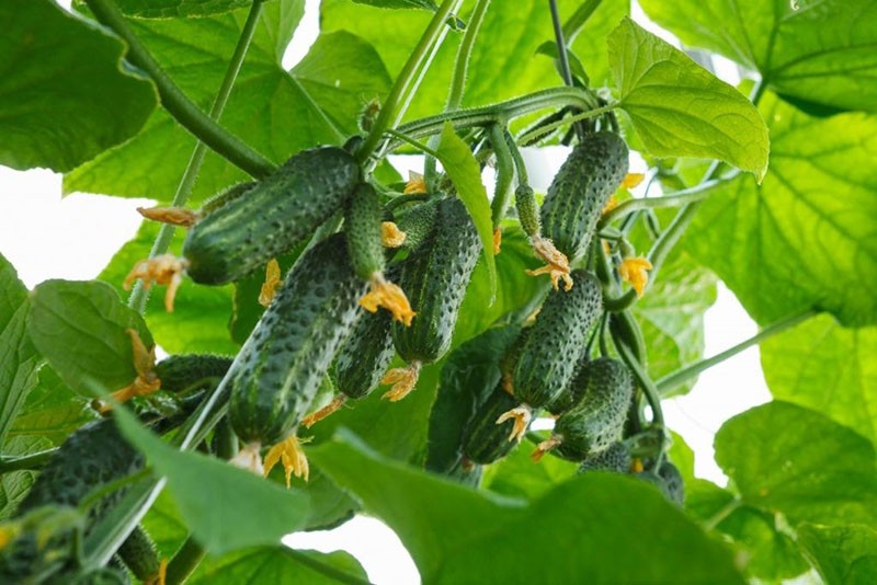 variedad de pepino resistente a enfermedades