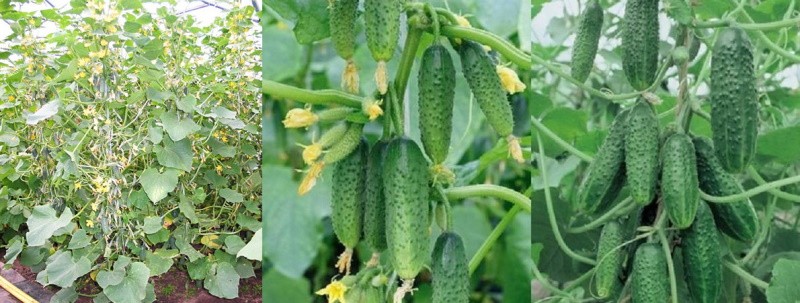 tecnología agrícola para el cultivo de pepinos