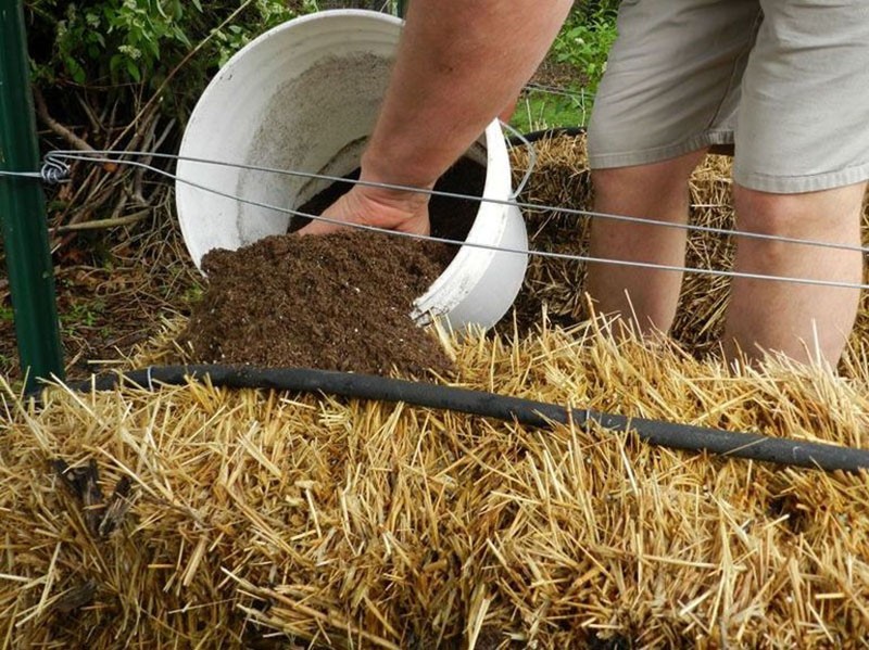 preparación de camas para pepinos