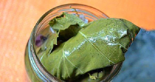 remplir les bocaux hermétiquement avec des concombres dans les feuilles