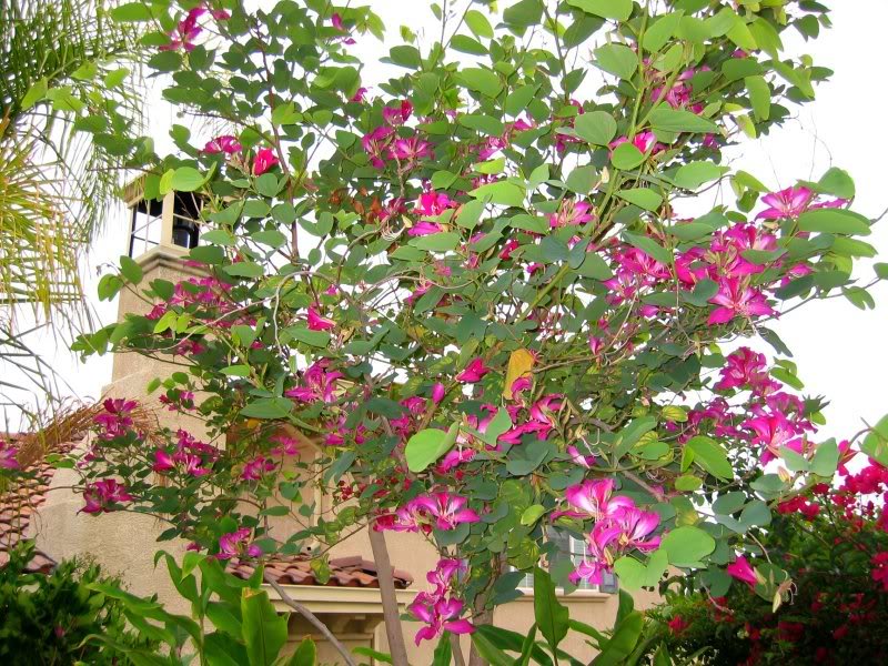 árbol de la orquídea