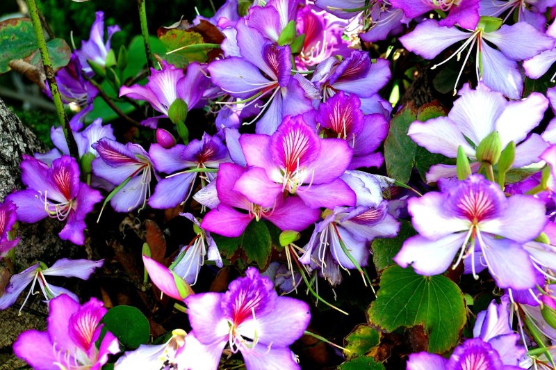 bauhinia floreciente