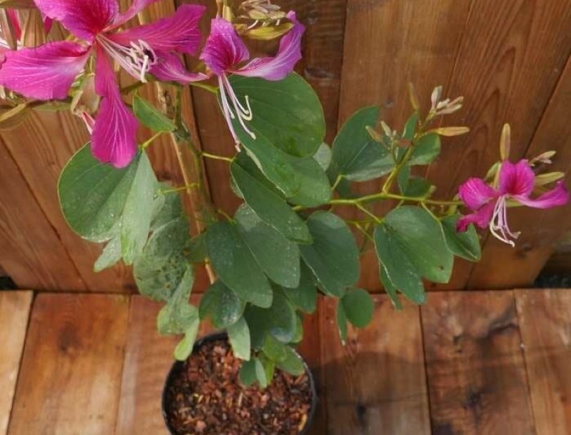 habitación bauhinia