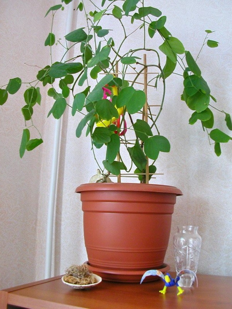 arbre d'orchidée dans un pot