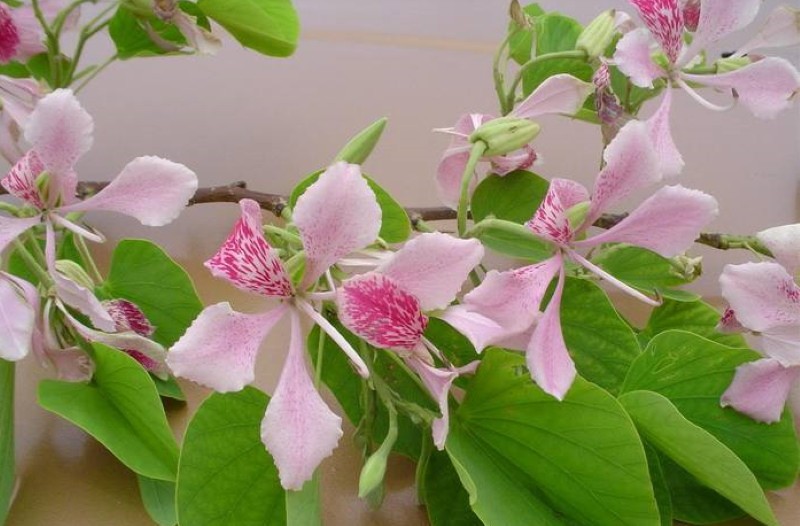 árbol de orquídeas bauhinia