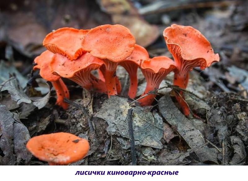 girolles cinabre rouge