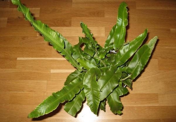 ciempiés asplenium