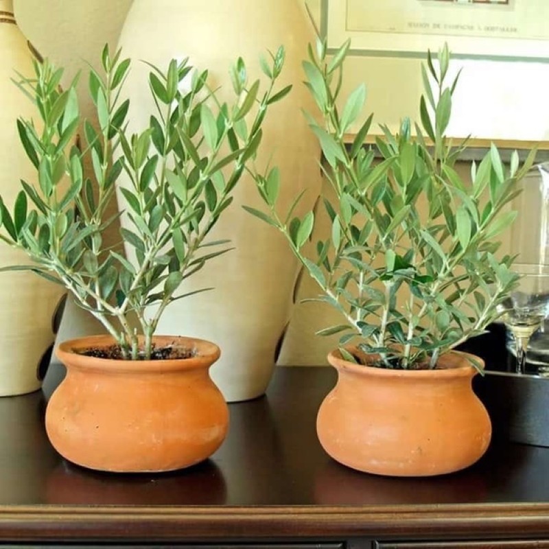 condiciones de conservación del olivo