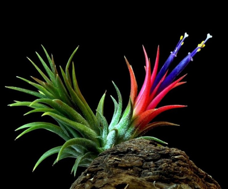 tillandsia atmosférica