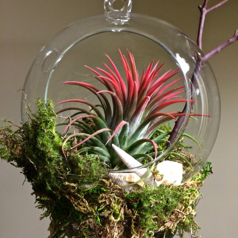 tillandsia en florarium