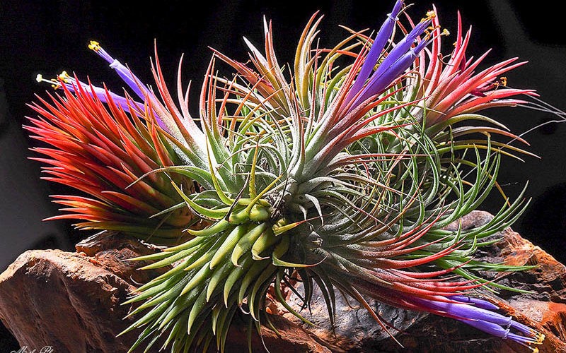 tillandsia de flores violetas