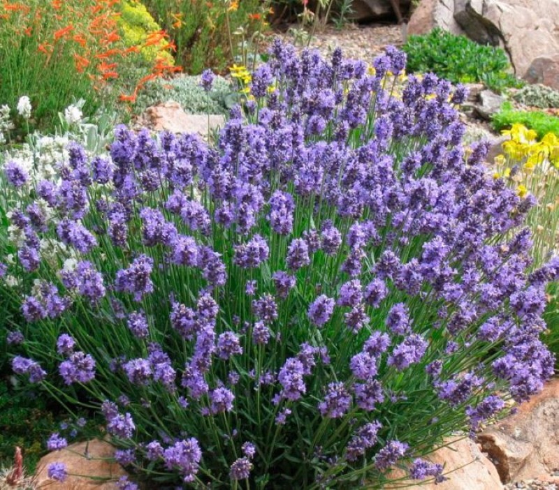 lavanda