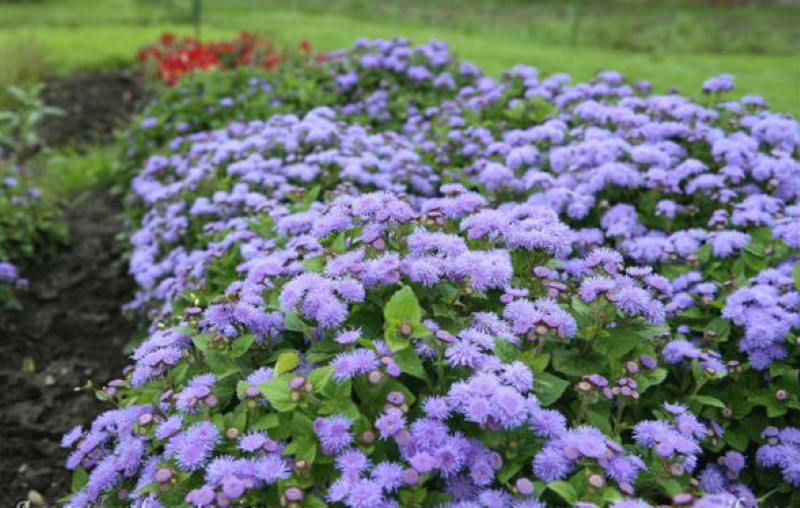 ageratum