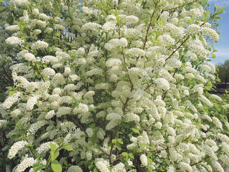 cereza de pájaro