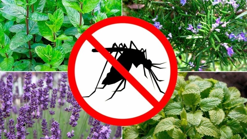 plantas repelentes de mosquitos